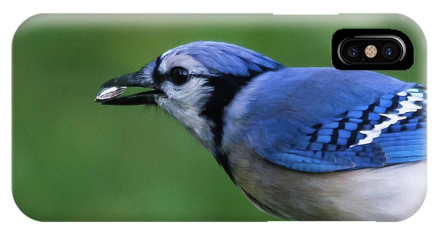 Blue Jay iPhone X Case featuring the photograph Blue Jay With Seed by John Benedict