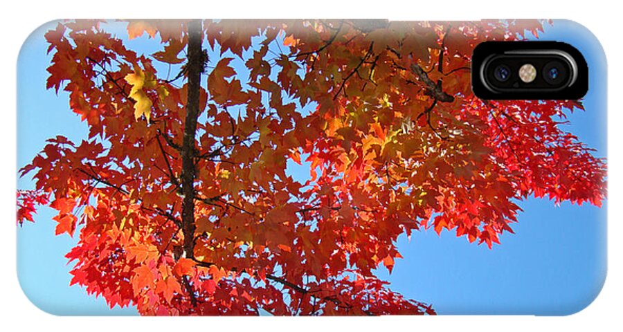 Autumn iPhone X Case featuring the photograph BLUE SKY Red Autumn Leaves Sunlit Orange Baslee Troutman by Patti Baslee