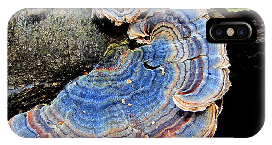 Blue Turketail Fungi iPhone X Case featuring the photograph Blue Turkeytail Fungi by Joshua Bales