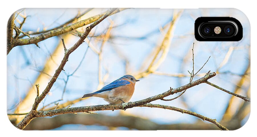 Bluebird In Tree iPhone X Case featuring the photograph Bluebird in Tree by Sharon Popek