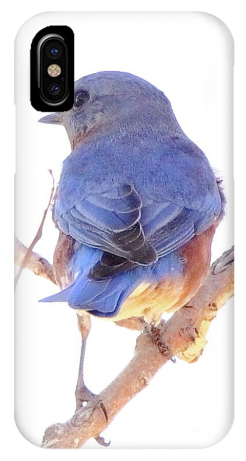 Animal iPhone X Case featuring the photograph Bluebird On White by Robert Frederick