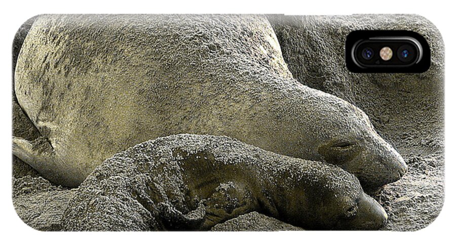 Elephant Seal iPhone X Case featuring the photograph Bonding by Parrish Todd
