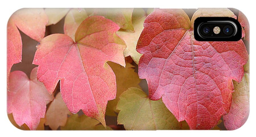 Boston Ivy In Fall iPhone X Case featuring the photograph Boston Ivy Turning by Natalie Dowty