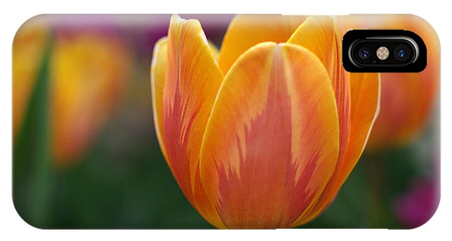 Tulip iPhone X Case featuring the photograph Brilliant Beauty by Linda Mishler