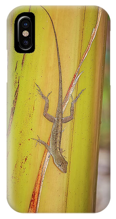 America iPhone X Case featuring the photograph Brown Anole by Richard Leighton