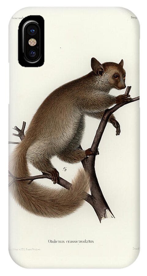 Otolemur Crassicaudatus iPhone X Case featuring the drawing Brown Greater Galago or Thick-tailed Bushbaby by Hugo Troschel and J D L Franz Wagner