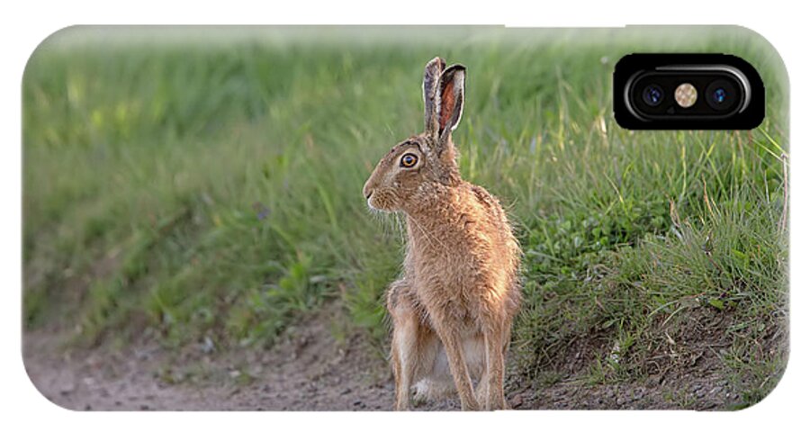 Brown iPhone X Case featuring the photograph Brown Hare Listening by Pete Walkden
