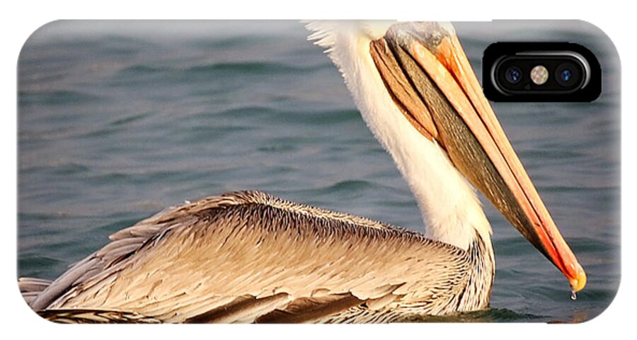  Brown iPhone X Case featuring the photograph Brown Pelican Floating by Deana Glenz