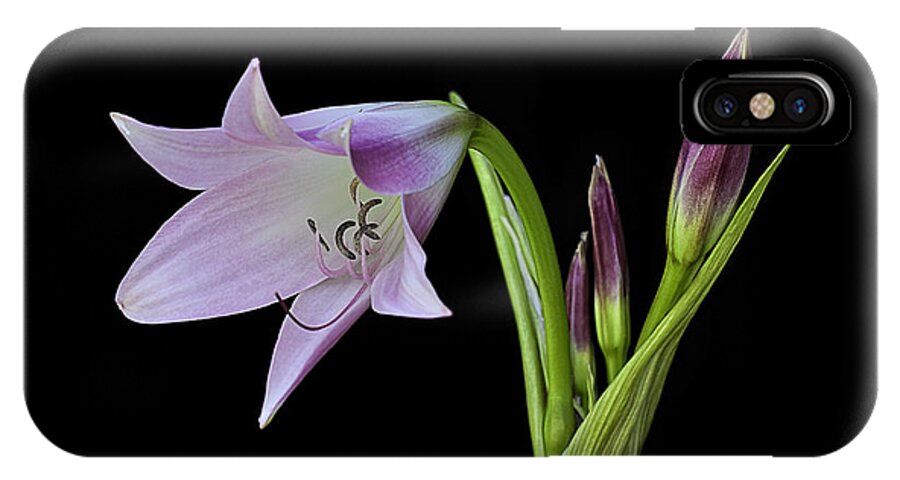 Pink Floyd iPhone X Case featuring the photograph Budding Lily by Ken Barrett