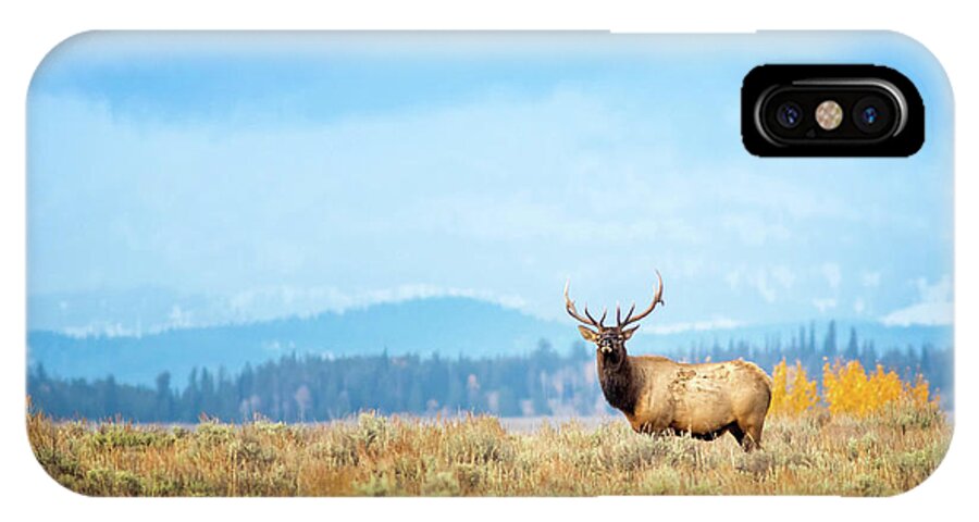 Bull Elk iPhone X Case featuring the photograph Bull Elk Meadow by Todd Bielby