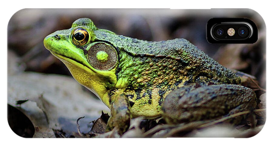 Frog iPhone X Case featuring the photograph Bull Frog by Mark Miller