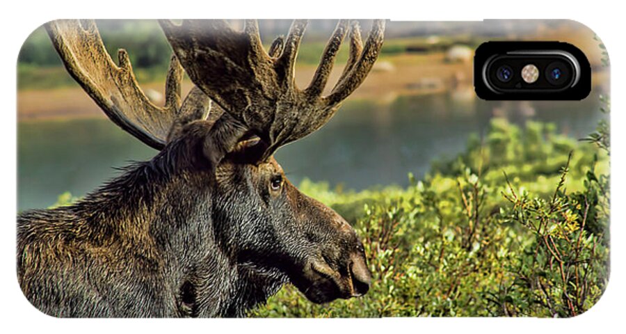 Moose iPhone X Case featuring the photograph Bull Moose by Steven Parker