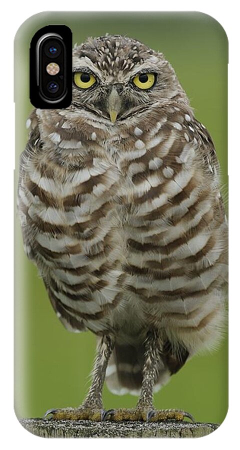 Owl iPhone X Case featuring the photograph Burrowing Owl Lookout by Bradford Martin