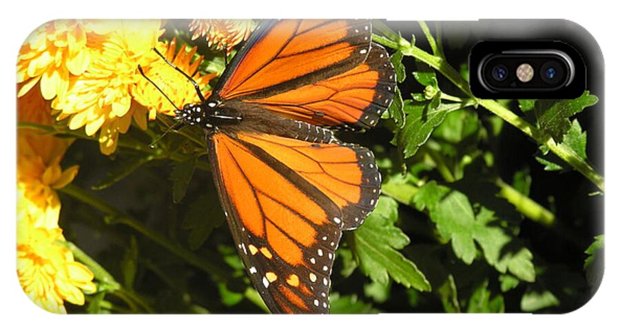 Butterfly iPhone X Case featuring the photograph Butterfly by Diane Lesser