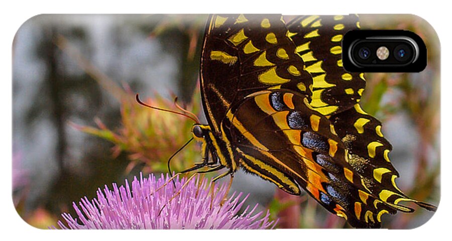Butterfly iPhone X Case featuring the photograph Butterfly Visit by Tom Claud
