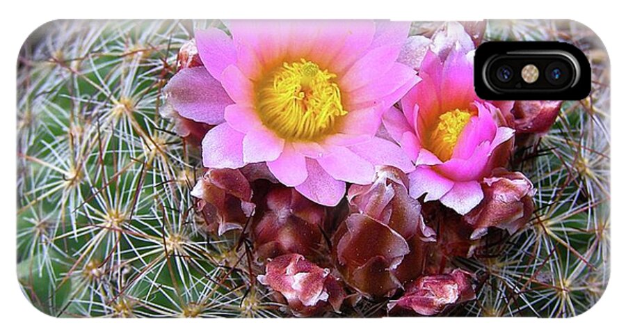 Cactus Flower iPhone X Case featuring the painting Cactus Flower by Alan Johnson