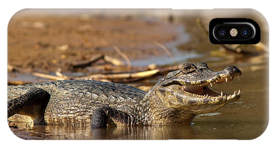 Caiman iPhone X Case featuring the photograph Caiman with Open Mouth by Aivar Mikko
