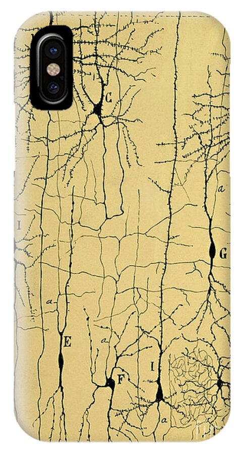 Science iPhone X Case featuring the photograph Cajal Drawing of Microscopic Structure of the Brain 1904 by Science Source
