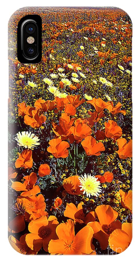 Dave Welling iPhone X Case featuring the photograph California Poppies Desert Dandelion Lancaster California by Dave Welling