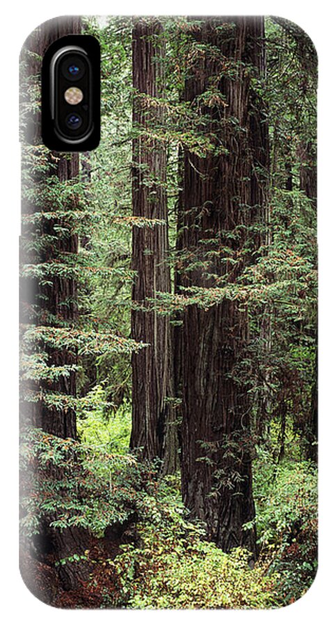 Ancient iPhone X Case featuring the photograph California Redwoods by Greg Vaughn - Printscapes