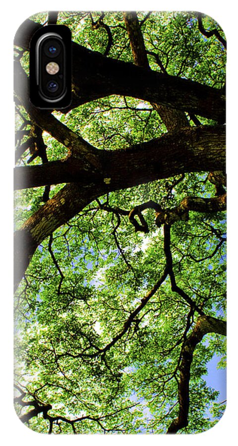 Tree iPhone X Case featuring the photograph Canopy 1 by Rob Tullis
