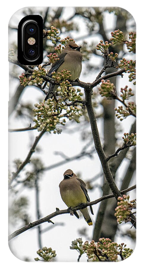Bird iPhone X Case featuring the photograph Cedar Waxwings In A Blossoming Tree by William Bitman