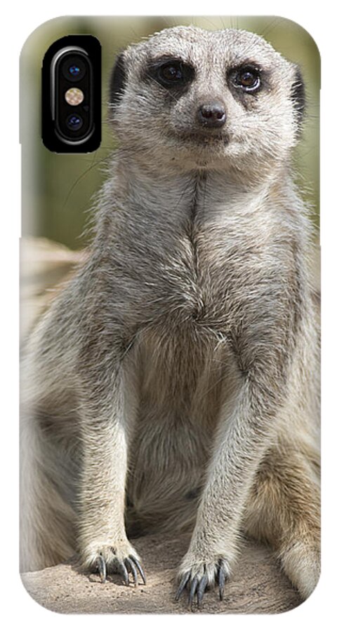 Animal iPhone X Case featuring the photograph Check Front by Masami Iida