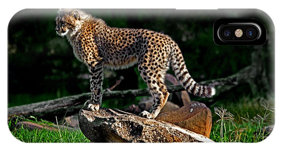 #cheetah iPhone X Case featuring the photograph Cheetah cub finds her pride rock by Miroslava Jurcik