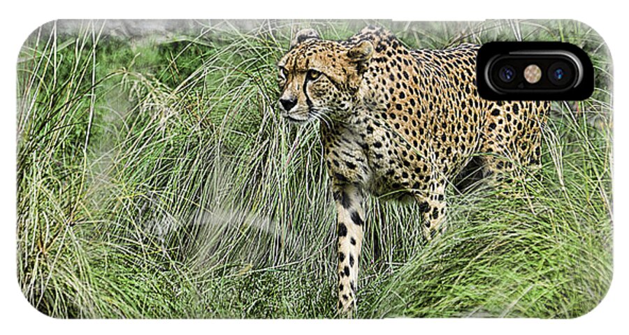 Cheetah iPhone X Case featuring the photograph Cheetah Hunting by Keith Lovejoy