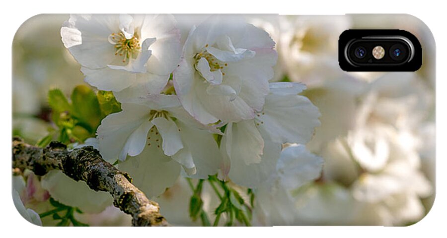 Cherry Blossom iPhone X Case featuring the photograph Cherryblossom flowers 2 by Marc Daly
