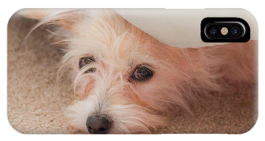 Rescue Dog iPhone X Case featuring the photograph Chica in Hiding by E Faithe Lester
