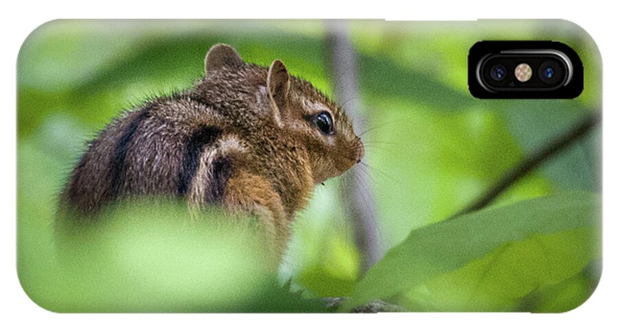 Dunbar Cave State Park iPhone X Case featuring the photograph Chipmunk by John Benedict