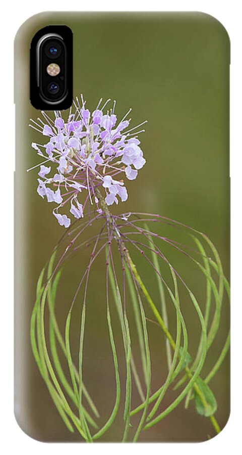 Warea iPhone X Case featuring the photograph Clasping Warea by Paul Rebmann