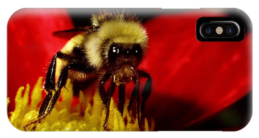 Bee Insect Flower Close Up Macro iPhone X Case featuring the photograph Close up bee by George Tuffy