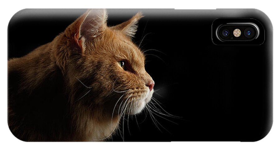 Cat iPhone X Case featuring the photograph Close-up Portrait Ginger Maine Coon Cat Isolated on Black Background by Sergey Taran