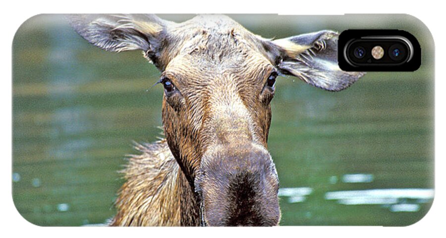 Moose iPhone X Case featuring the photograph Close Wet Moose by Gary Beeler