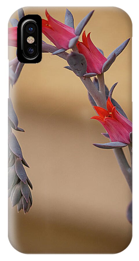 Plant iPhone X Case featuring the photograph Color and Curve by Teresa Wilson