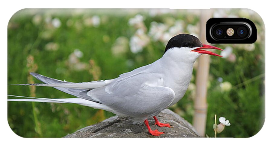 Bird iPhone X Case featuring the photograph Common Tern by David Grant