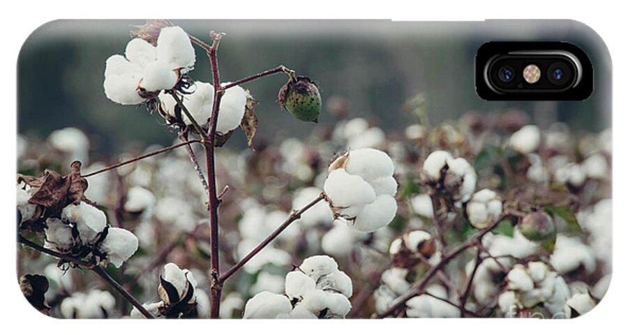 Fluffy iPhone X Case featuring the photograph Cotton Field 5 by Andrea Anderegg