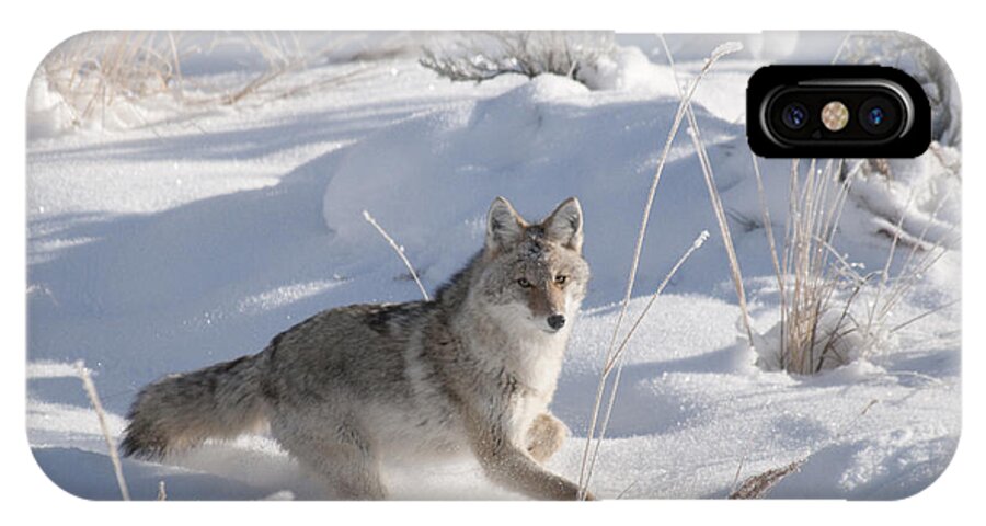 Coyote iPhone X Case featuring the photograph Coyote On The Move by Gary Beeler