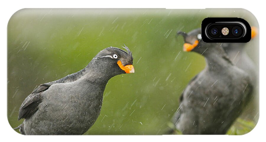 Crested Auklet iPhone X Case featuring the photograph Crested Auklets by Desmond Dugan/FLPA