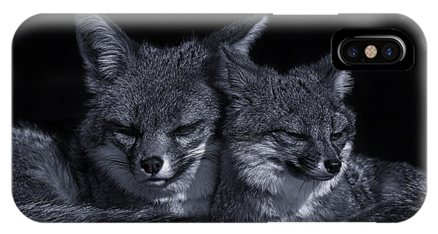 Animal iPhone X Case featuring the photograph Cuddle Buddies by Brian Cross