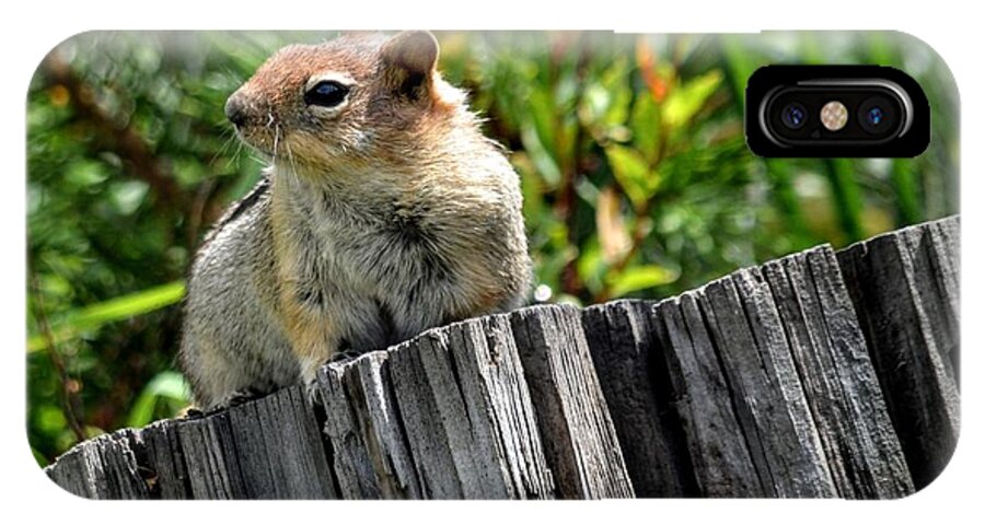 Animal iPhone X Case featuring the photograph Curious Chipmunk by AJ Schibig