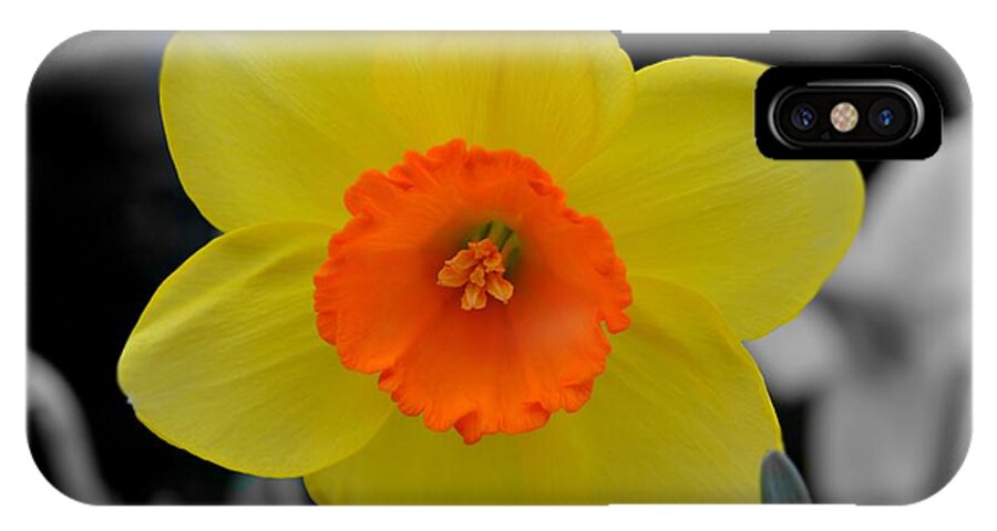 Adrian-deleon iPhone X Case featuring the photograph Daffodil Delight by Adrian De Leon Art and Photography