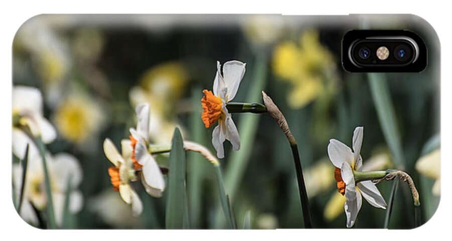  iPhone X Case featuring the photograph Daffodils by Wendy Carrington