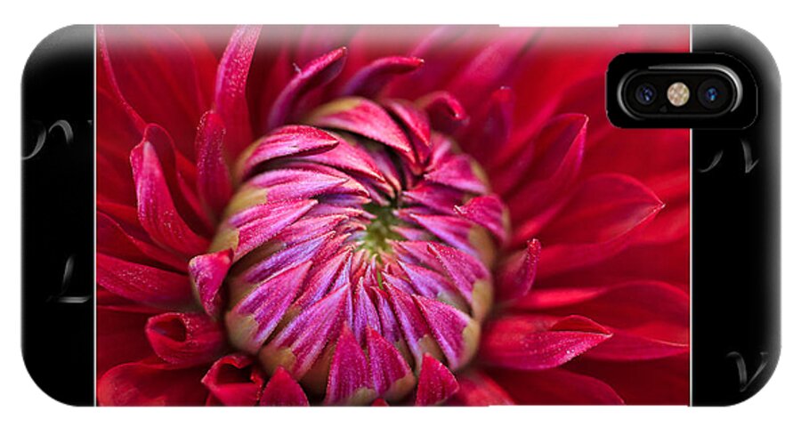 Dahlia iPhone X Case featuring the photograph Dahlia of Love by Joni Eskridge
