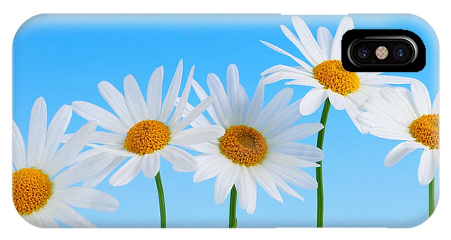 Daisy iPhone X Case featuring the photograph Daisy flowers on blue by Elena Elisseeva