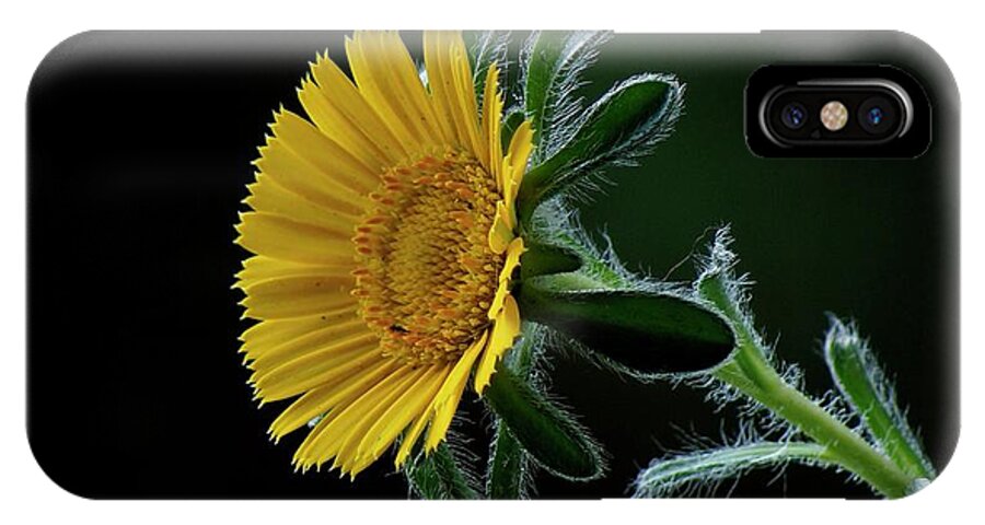 Flower iPhone X Case featuring the photograph Daisy by Suzanne Morshead