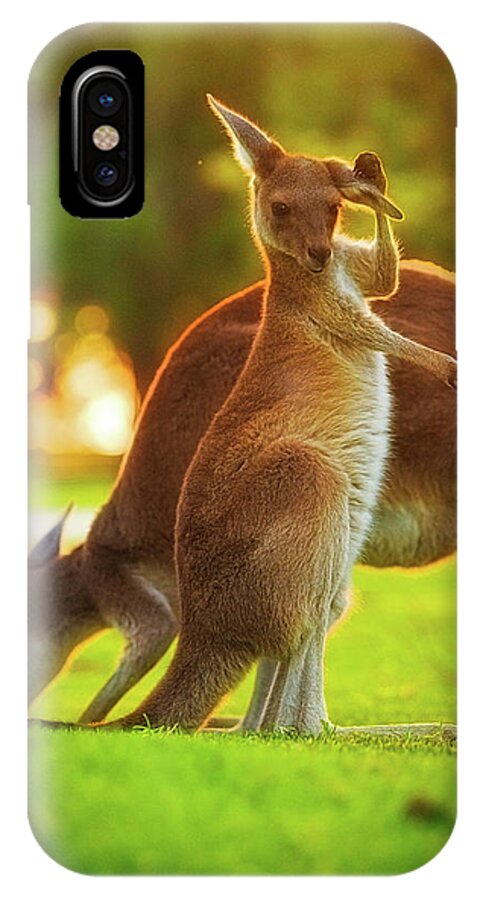 Mad About Wa iPhone X Case featuring the photograph Damn Flies, Yanchep National Park by Dave Catley