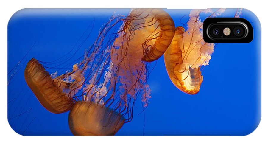Chrysaora Fuscescens iPhone X Case featuring the photograph Dancing Sea Nettles by Venetia Featherstone-Witty